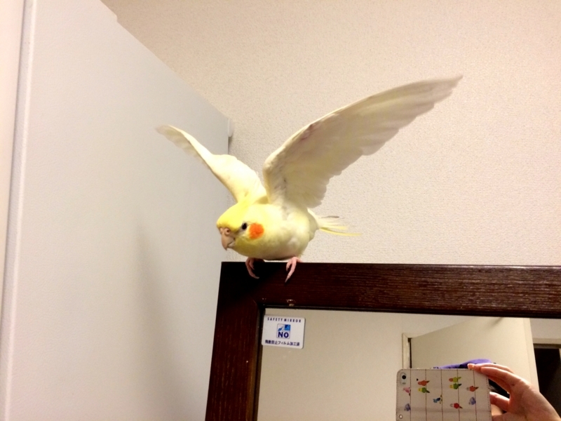 f:id:aiamdolly:20180425091953j:image:w500