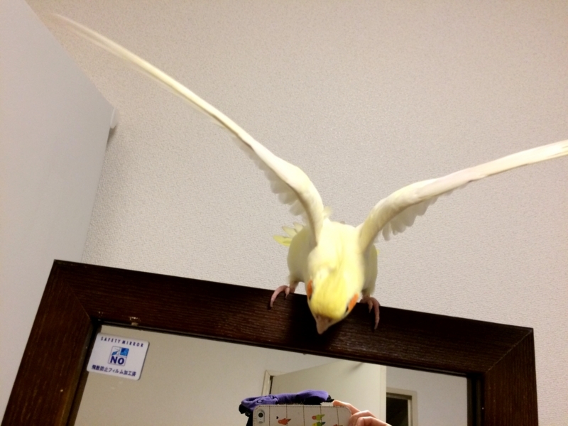 f:id:aiamdolly:20180425092115j:image:w500