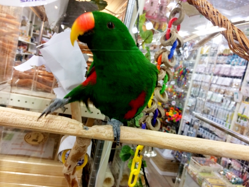 f:id:aiamdolly:20180508153734j:image:w500