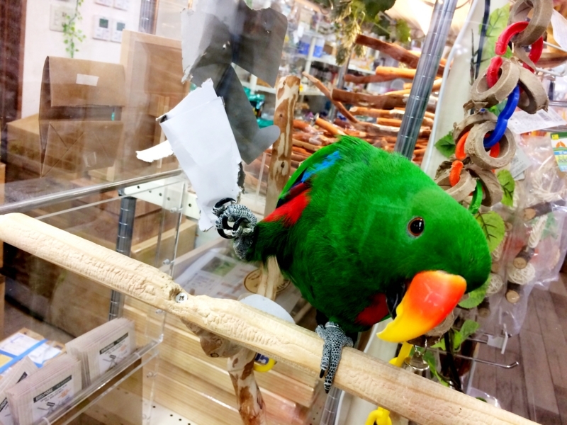 f:id:aiamdolly:20180508153746j:image:w500