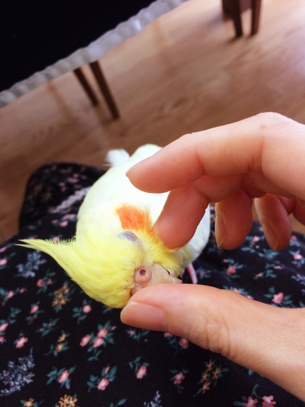 f:id:aiamdolly:20180524170641j:image:w360