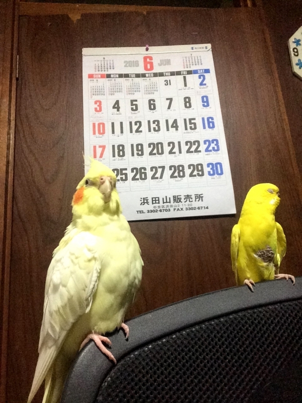 f:id:aiamdolly:20180607211417j:image:w360