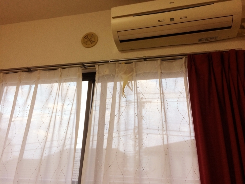 f:id:aiamdolly:20180613182218j:image:w500