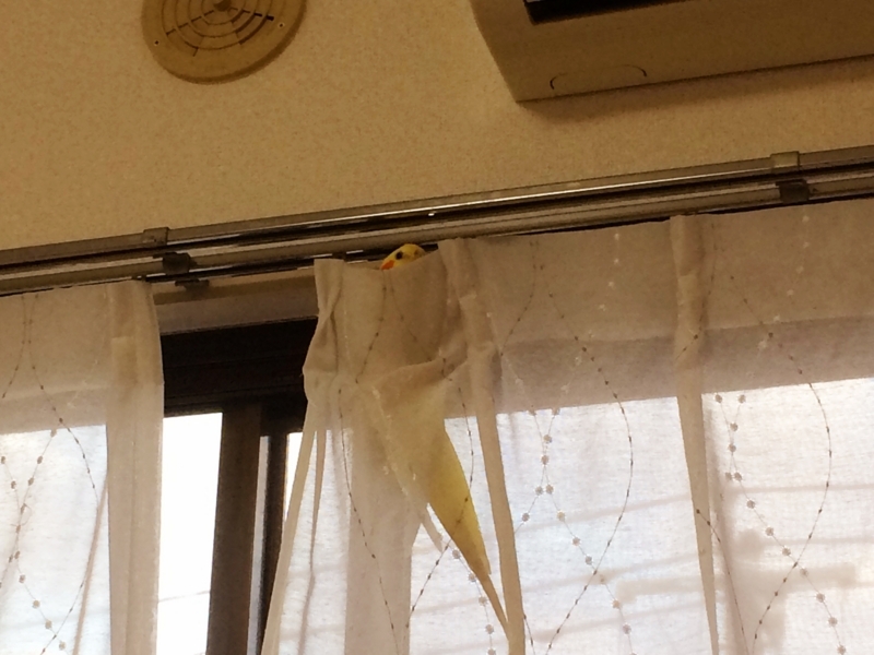 f:id:aiamdolly:20180613182232j:image:w500