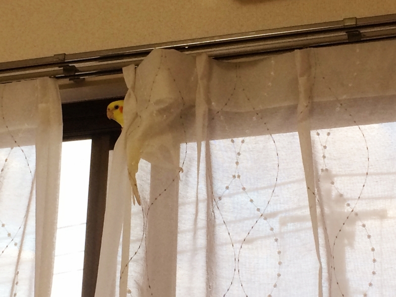 f:id:aiamdolly:20180613182244j:image:w500