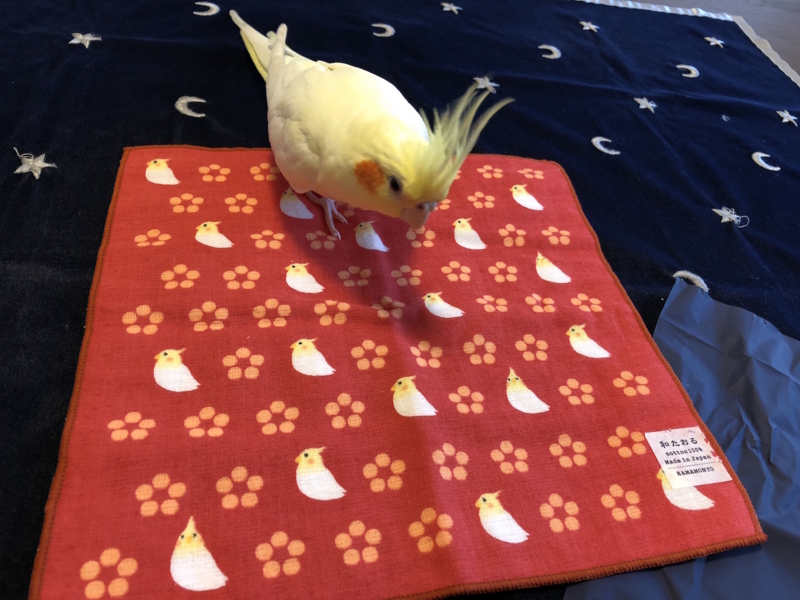 f:id:aiamdolly:20180704173546j:image:w500