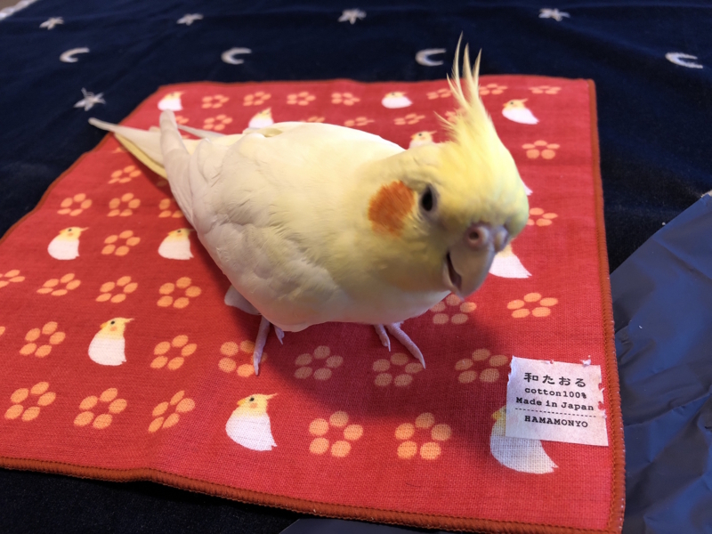 f:id:aiamdolly:20180704173614j:image:w500