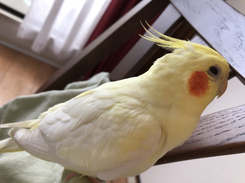 f:id:aiamdolly:20180823163657j:image:w500