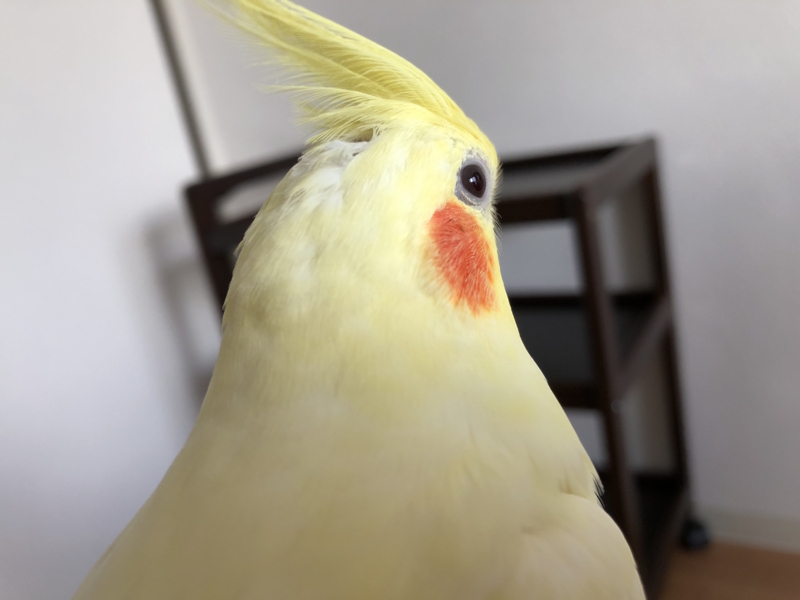 f:id:aiamdolly:20180823163747j:image:w500