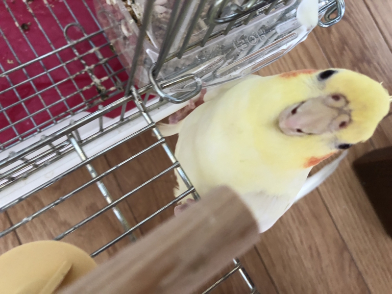 f:id:aiamdolly:20180823164020j:image:w500